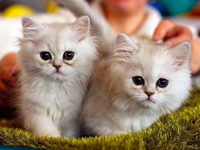 Породы кошек в Славске | ЗооТом портал о животных