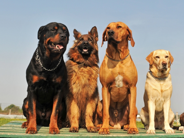 Крупные породы собак в Славске | ЗооТом портал о животных