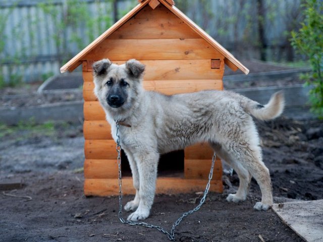 Все о собаках в Славске Все о собаках в Славске